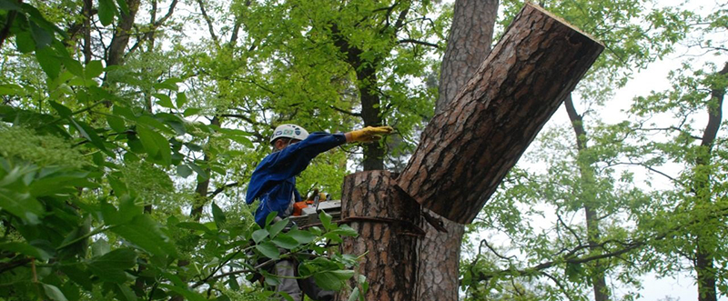 Удаление и кронирование деревьев в Киржаче